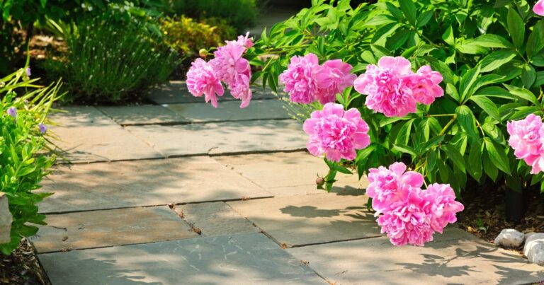 20 Easy-to-Grow Rose Lookalikes for Your Garden