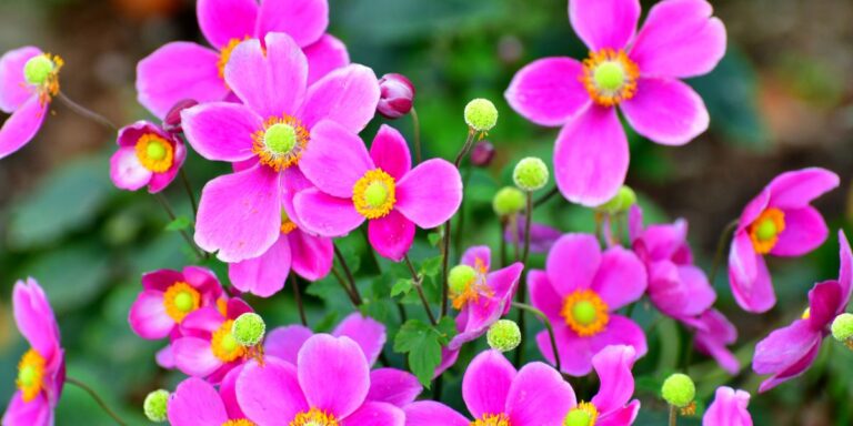 20 Hardy Beauties to Transform Your Garden Despite Bad Soil