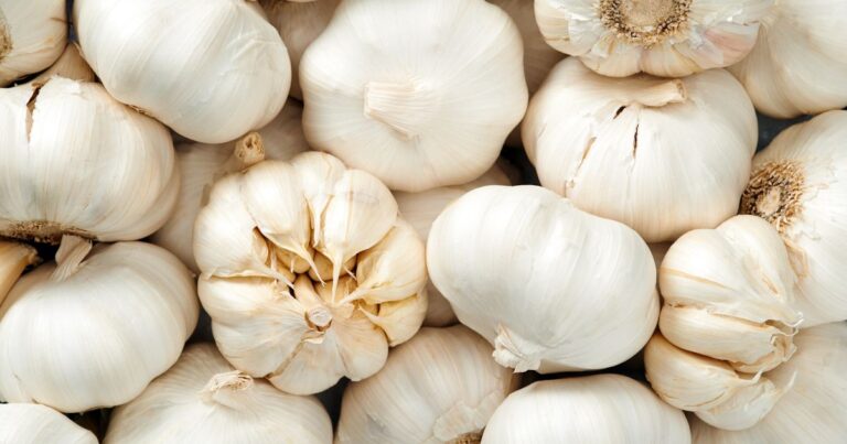 20 Must-Plant November Picks for Spring 2025