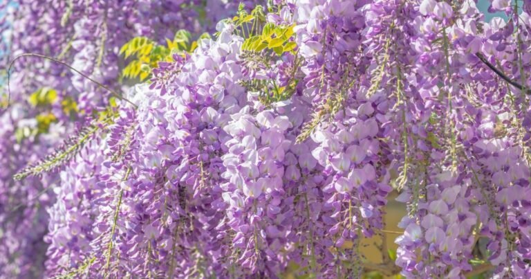 20 Plants With Extremely Long Lifespans – Lasting Beauty for Your Garden