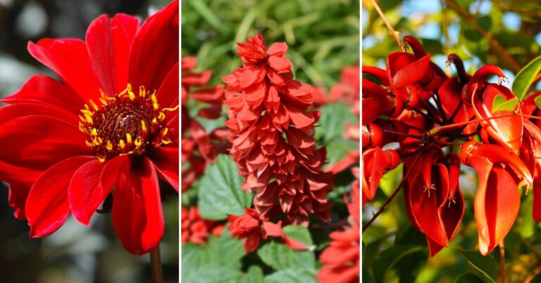 20+ Red Flowers to Brighten Your Home & Garden This Fall 2024