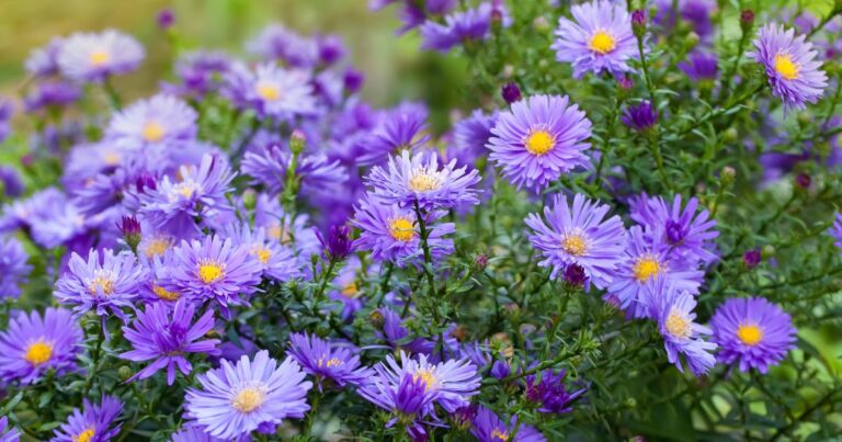20 Romantic Blooms for Autumn Romance