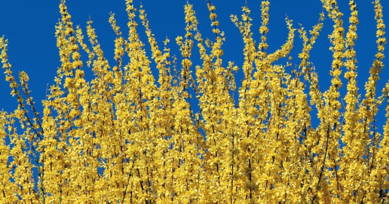 20 Yellow Perennials to Add Sunshine to Your Garden