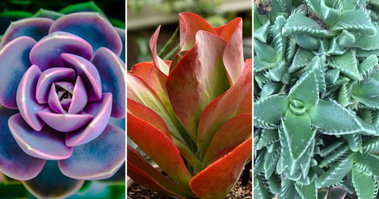 2024’s Most Unique Succulents for Your Home