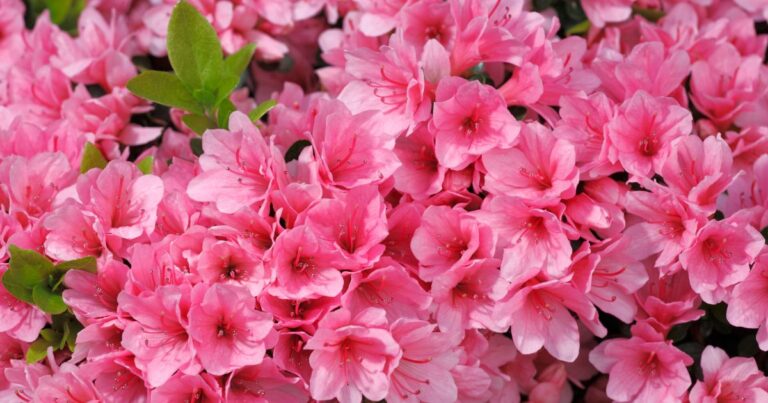 21 Acidic Plants That Will Flourish with Coffee Grounds