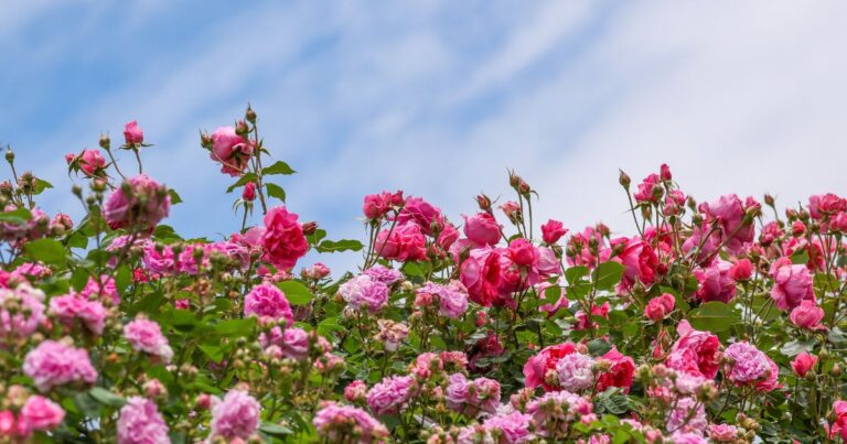 21 Winter Hardy Roses That Will Thrive Through the Coldest Seasons