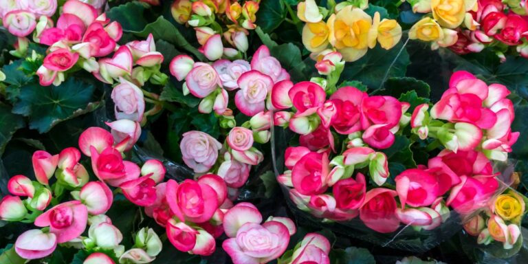 24 Essential Plants to Elevate Your Container Gardens