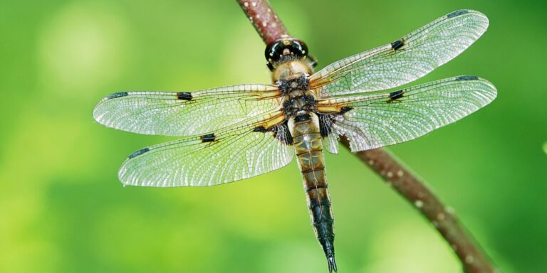 24 Fantastic Insects That Boost Your Garden’s Health