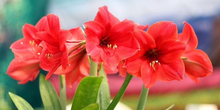 24 Beautiful Plants to Brighten Your Christmas Garden