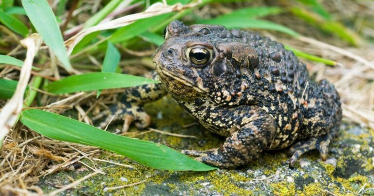 24 Protected Creatures You Must Not Remove from Your Garden and Home