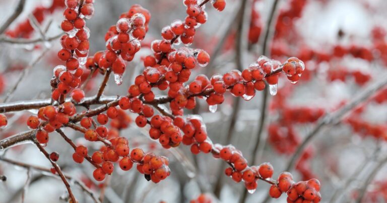 24 Red Berry Shrubs to Brighten Your Garden
