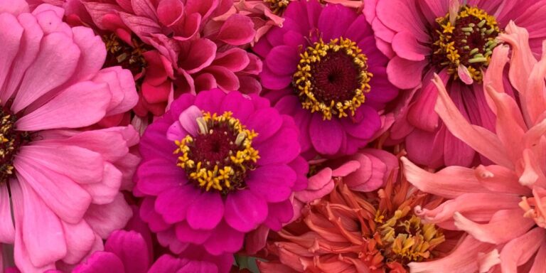 25 Stunning Pink Plants to Light Up Your Garden