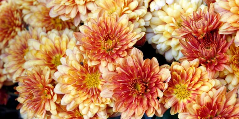 25 Gorgeous Flowering Plants That Never Stop Blooming