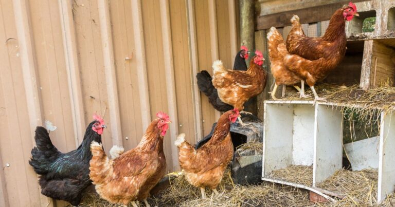 25 Tasty Fall Snacks for Happy Backyard Chickens