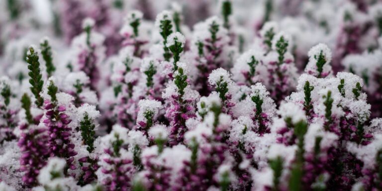 25 Vibrant Winter Blooms for a Lively Snowy Garden