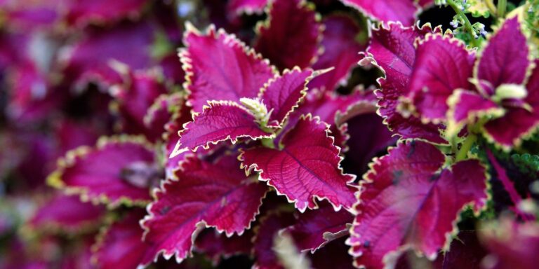 28 Gorgeous Pink Plants That Bring Life to Any Room