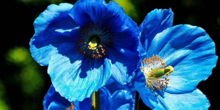 29 Captivating Blue Flowers to Refresh Your Garden Palette