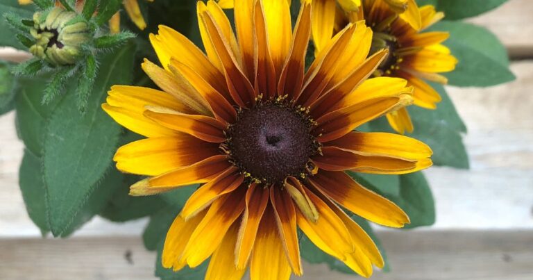 29 Must-Divide Fall Perennials for 2025 Blooms
