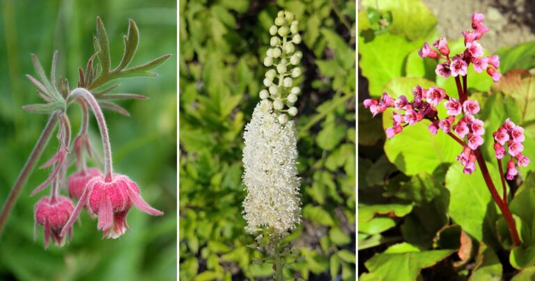 29 Unique Fall-Planted Perennials for a Stunning Spring Garden