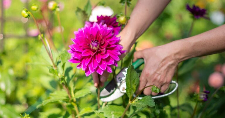 30 Perennials to Cut Back This Fall 2024