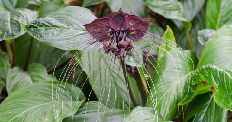 34 Weird Plants: Nature’s Supernatural Wonders