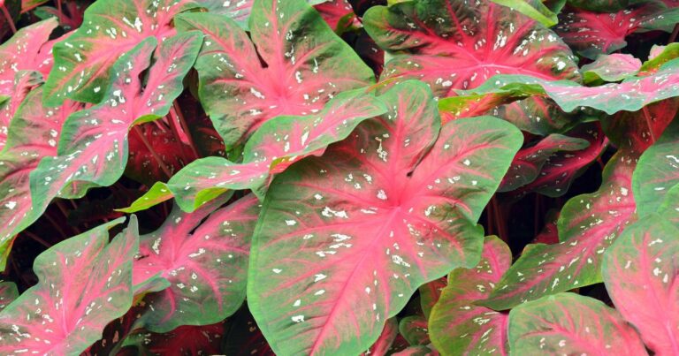 35 Plants You Shouldn’t Keep Indoors This Year