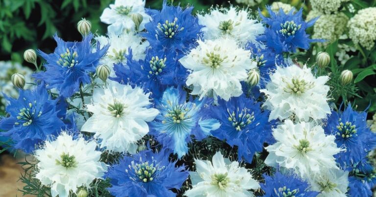 42 Most Stunning Tiny Flowers to Elevate Your Garden’s Beauty