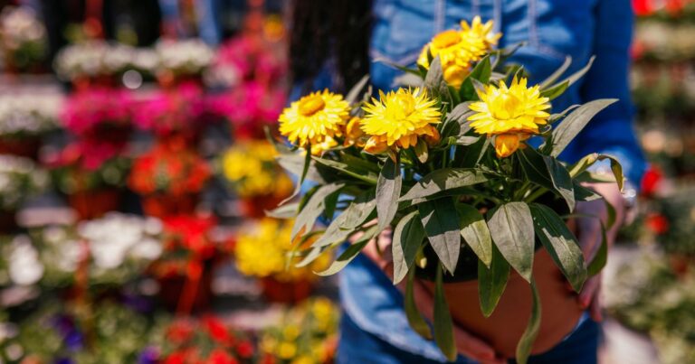 Unlock 5 Secrets to Buying Mums This Fall 2024