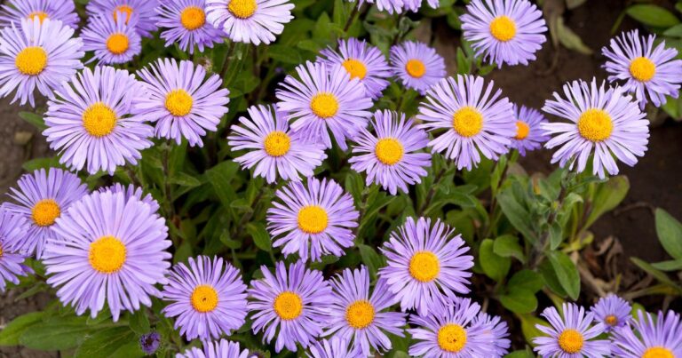 5 Tips to Keep Potted Asters Thriving