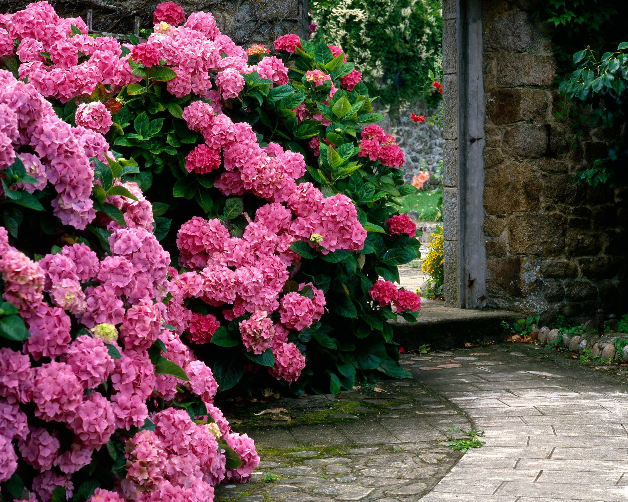25 Must-Have Flowers for a Beautiful, Colorful Garden - Complete Gardening