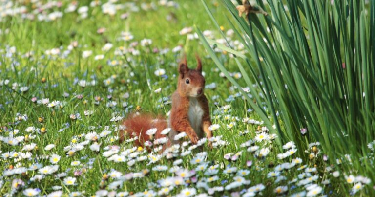7 Genius Kitchen Hacks to Keep Squirrels Out of Your Yard and Home