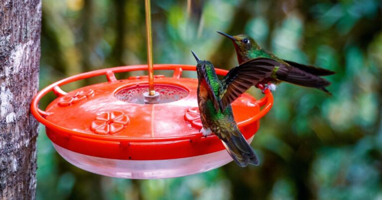 7 Hummingbird Feeder Mistakes and How to Avoid