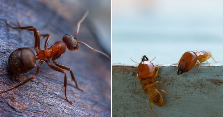 7 Ways to Spot the Difference Between Flying Ants and Termites