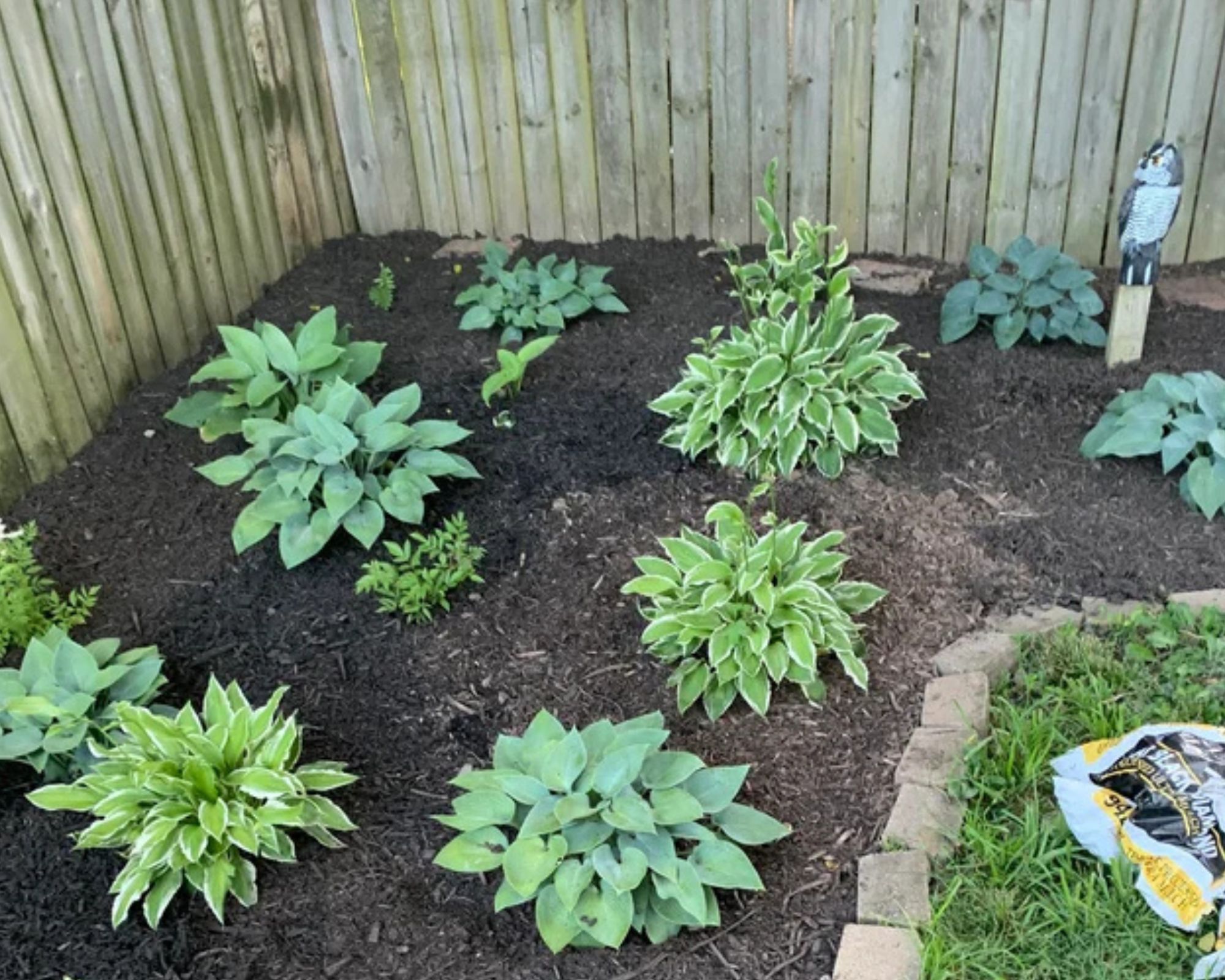 12 Fall Pruning Essentials for Healthy Hostas - Complete Gardening