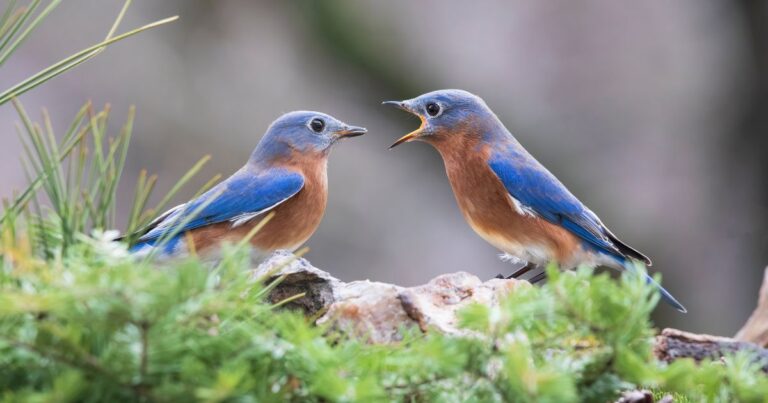 8 Plants That Attract Beautiful Bluebirds to Your Yard
