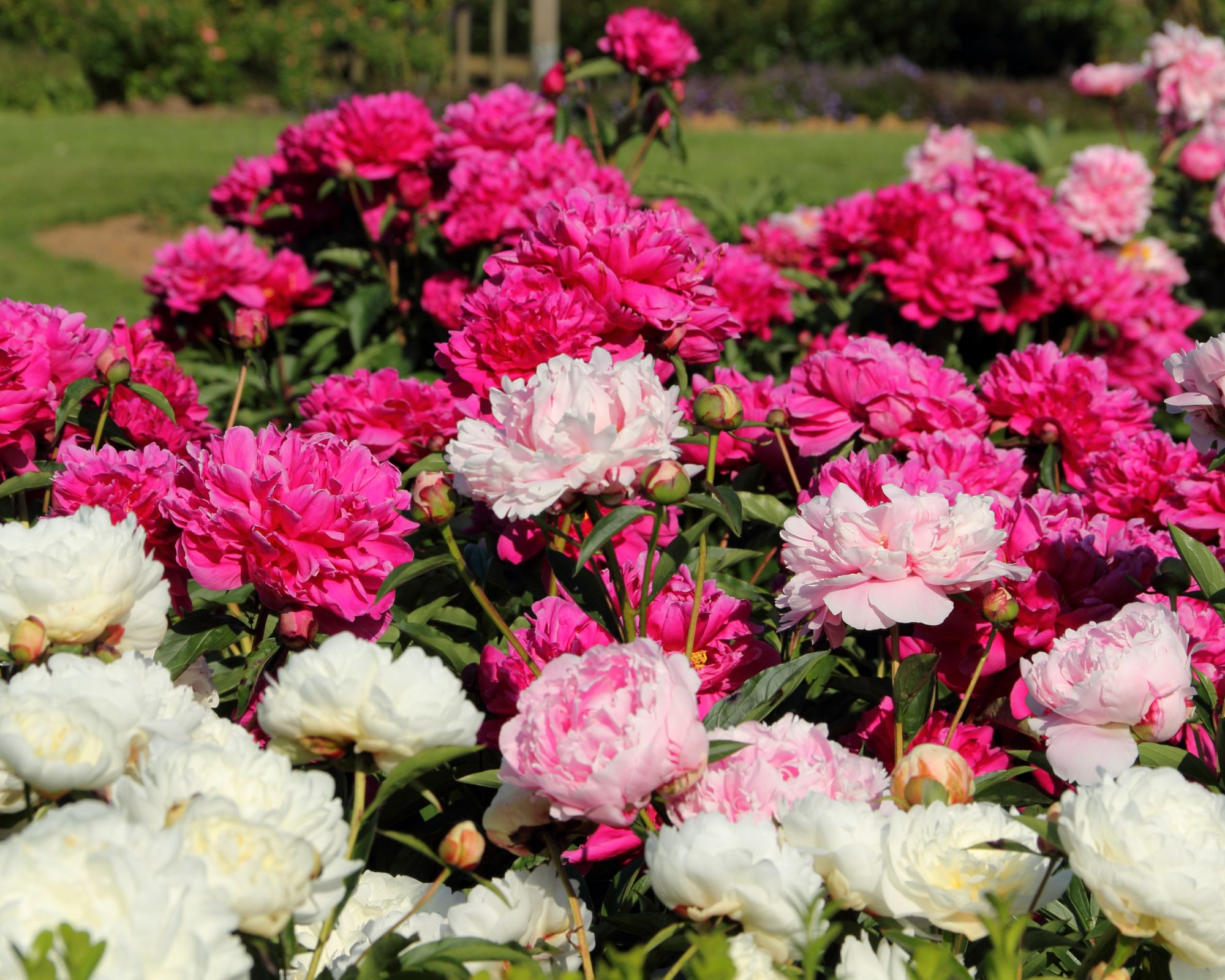 Peonies Perennials