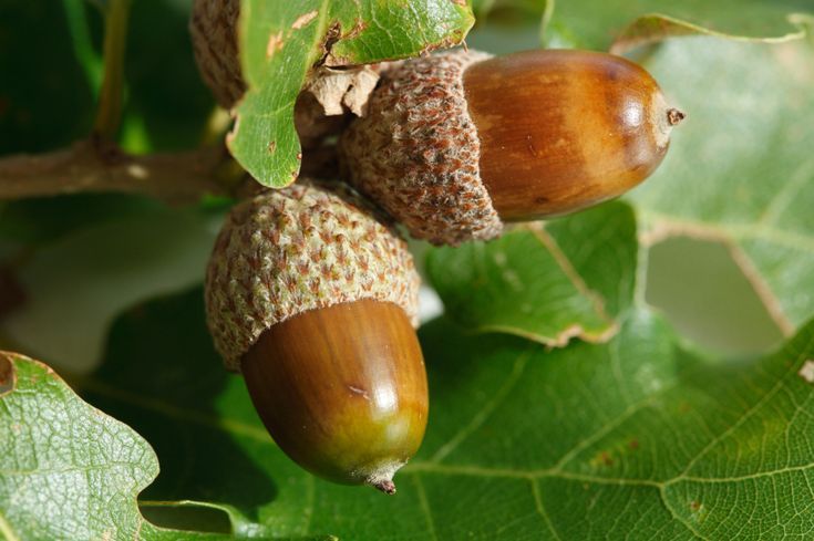 Acorns