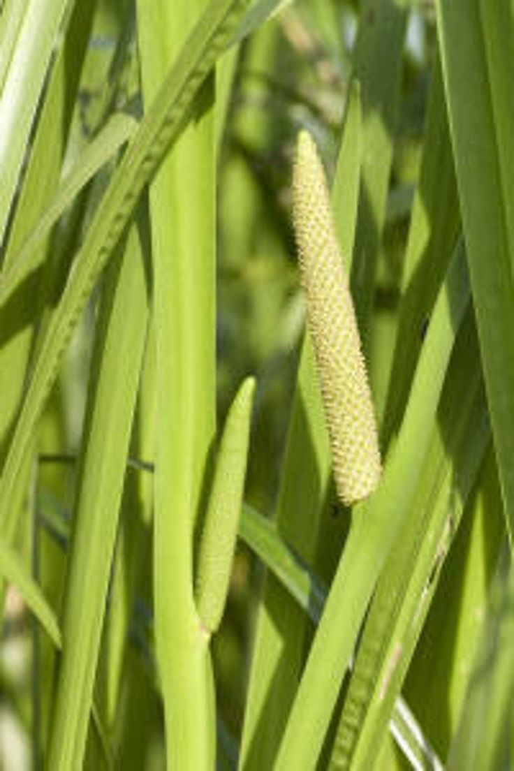 Acorus calamus