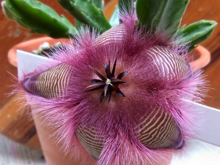 African Starfish Flower (Stapelia gigantea)