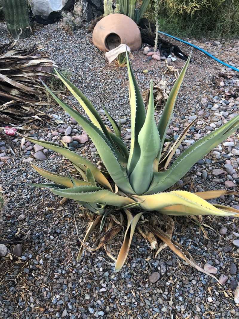 Agave