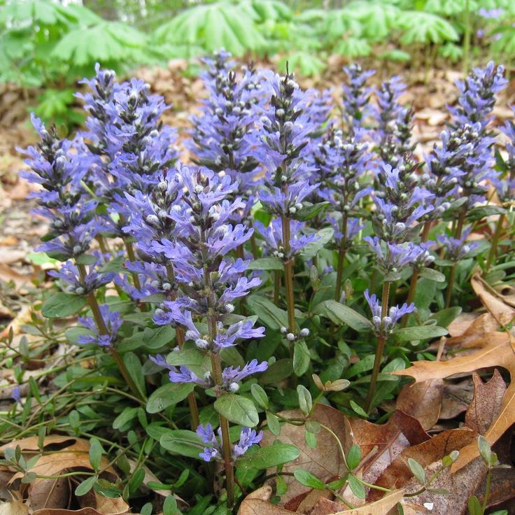 Ajuga (Bugleweed)