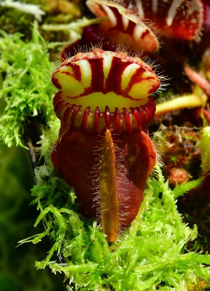 Albany Pitcher Plant