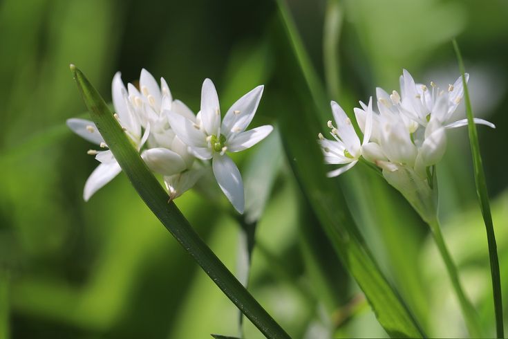 Allium ursinum