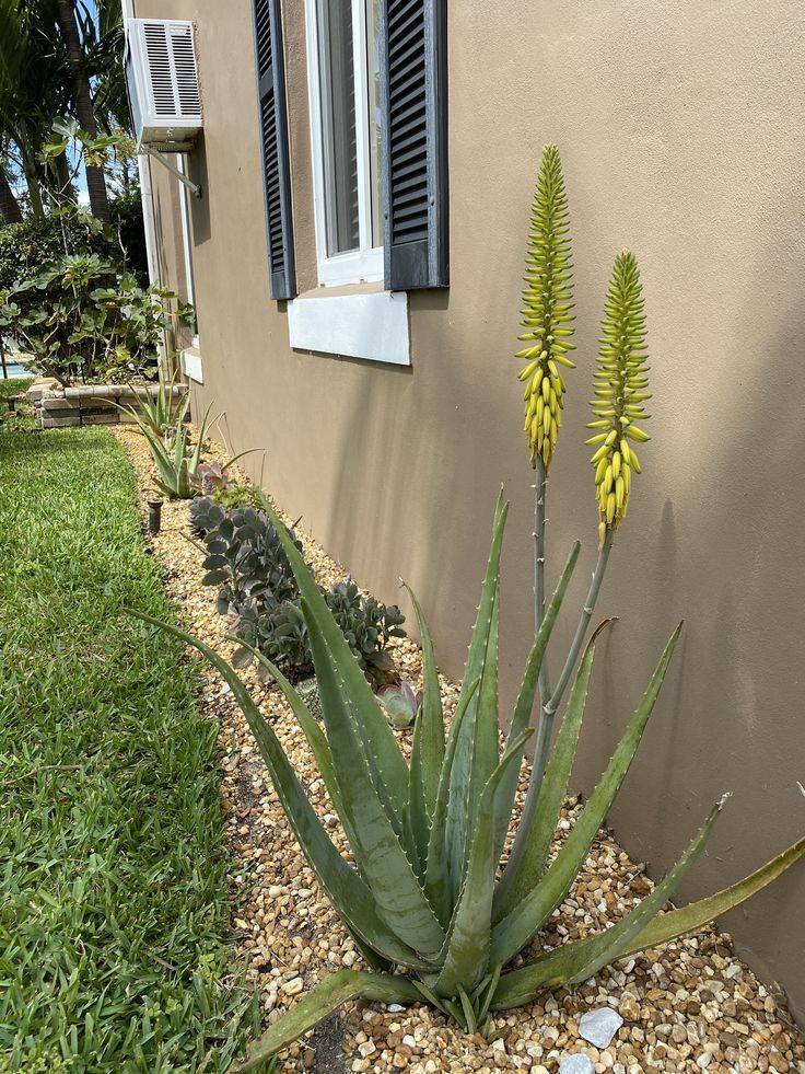 Aloe Vera