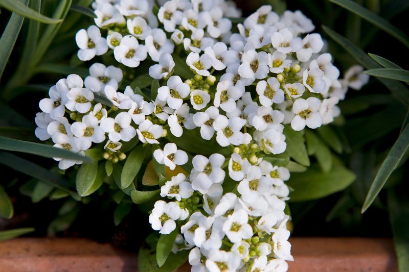 Alyssum