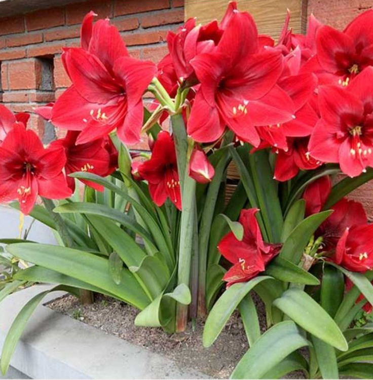 Amaryllis