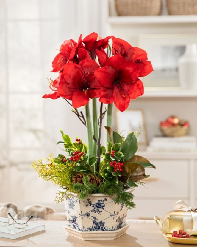 Amaryllis Blooms