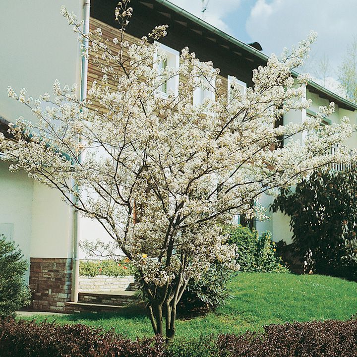 Amelanchier