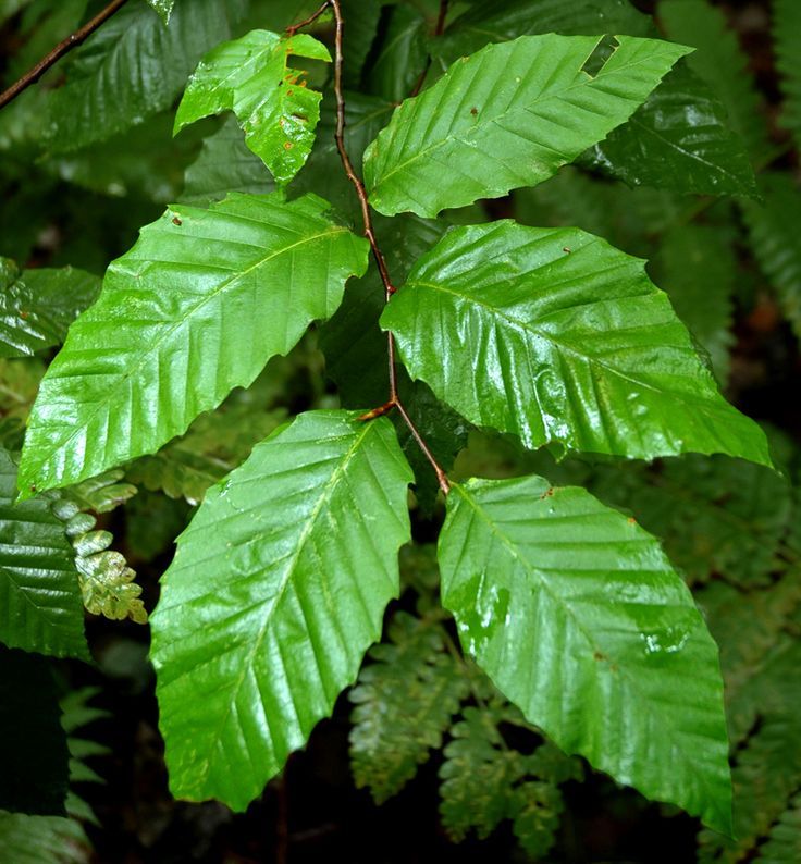 American Beech