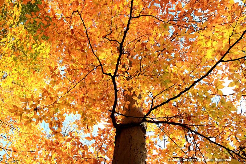 American Beech